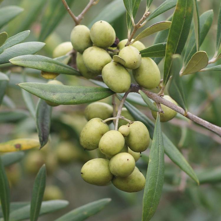 Georgia Olive 农场s